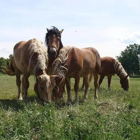 Agroturystyka Lesna Wyspa Kaliska Exterior foto