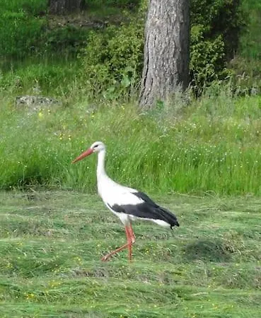 Agroturystyka Lesna Wyspa Kaliska Exterior foto