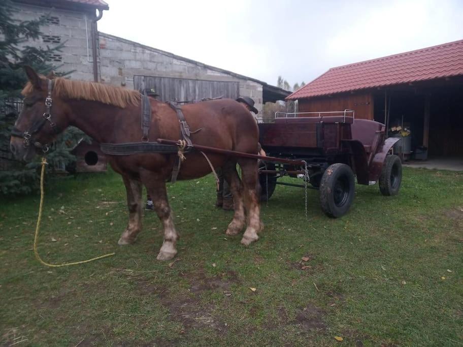 Lesna Wyspa Kaliska